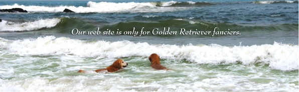 �S�[���f�����g���o�[