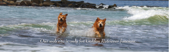 �S�[���f�����g���o�[