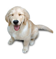 �S�[���f�����g���o�[�c��2