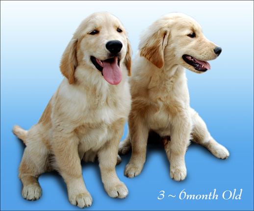 �S�[���f�����g���o�[�c��